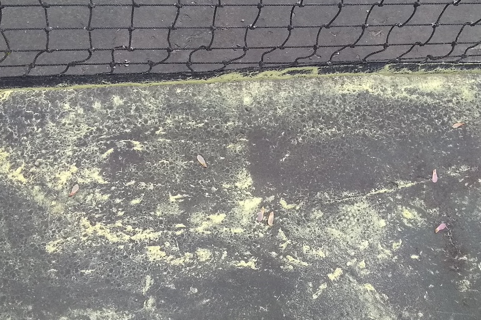 Even after a brief storm, pollen covered the tennis courts,