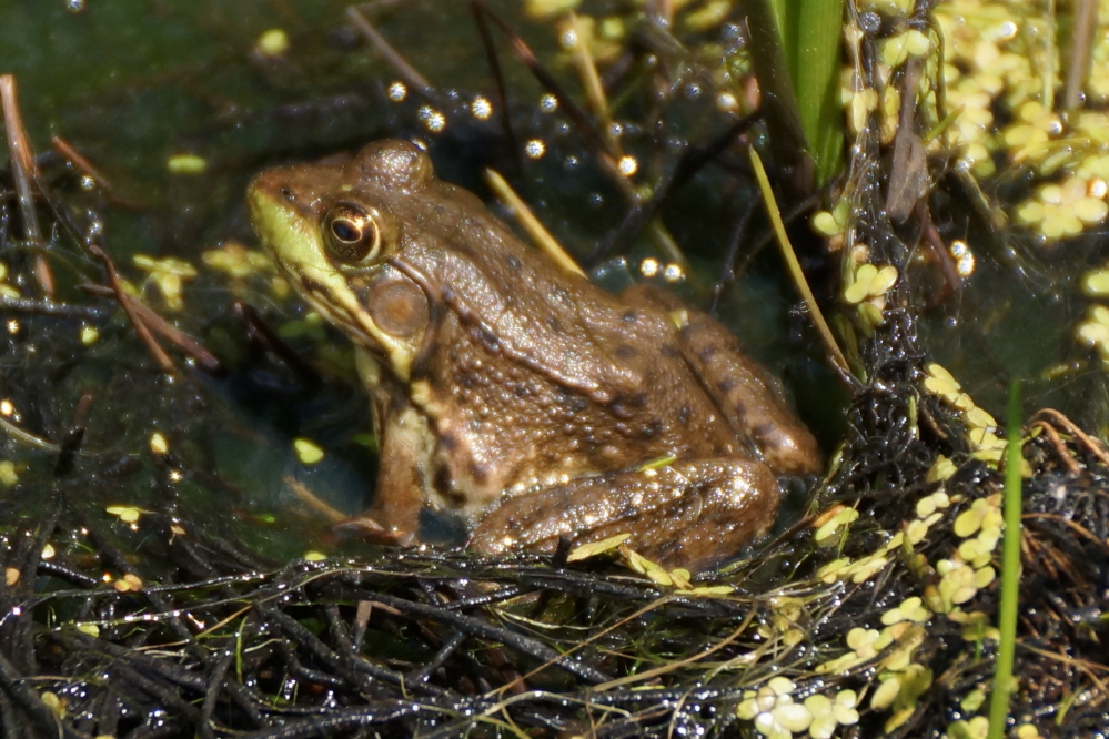 The pollen does not seem to bother the frogs that can be best described as numerous and, at night, loud.