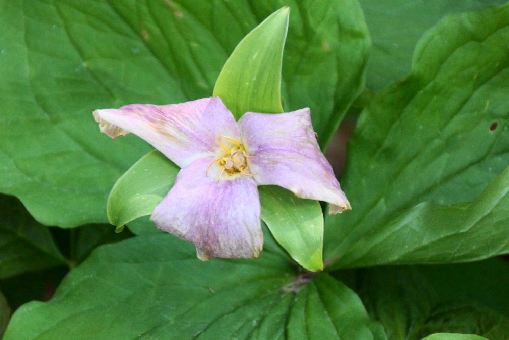 The trillium season is over, marking the the start of peak pollen.