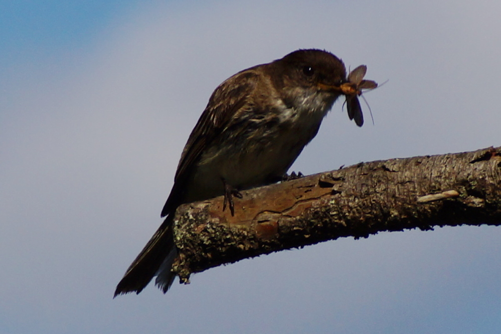 Here is our favorite bird from last week.  It's not favored due to a size thing or a plumage deal.  It's our choice due to its bug based diet.
