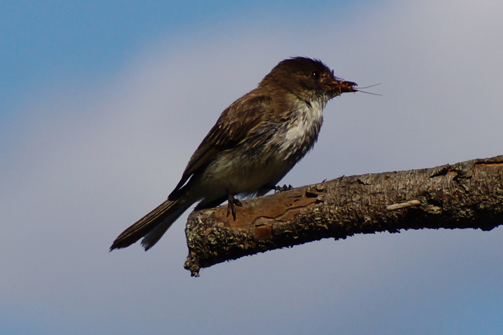 We are not anti-bugites or anything. Bugs hold an important place in the ecosystem, but it's nice to see a few get bit back.