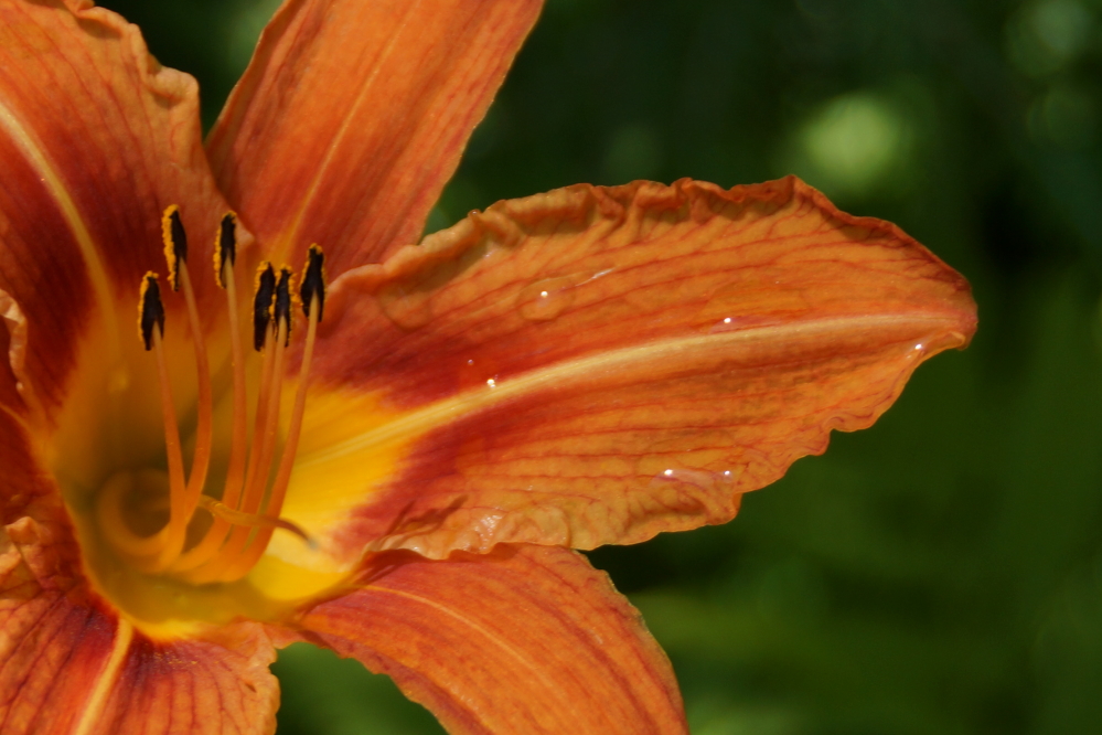 That is not to say we did not get any rain. Over the course of the week we measured about a third of an inch. That's enough to slow the lake level's retreat, but not enough to arrest it.
