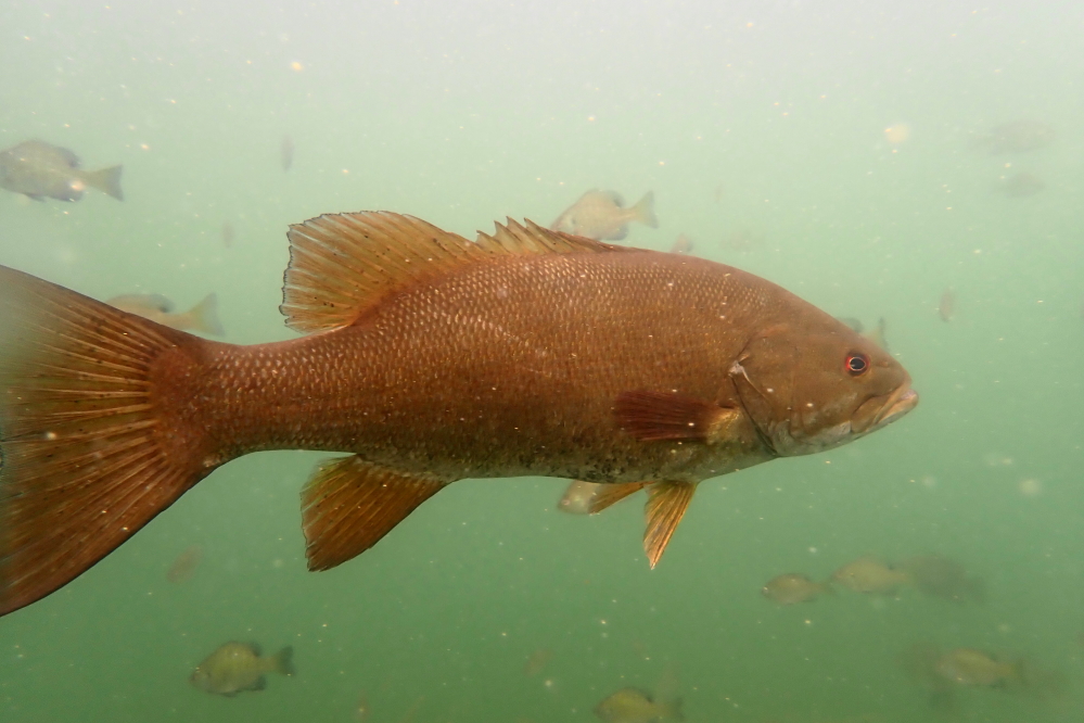 What the bigger fishes lack in color, they make up for with attitude.