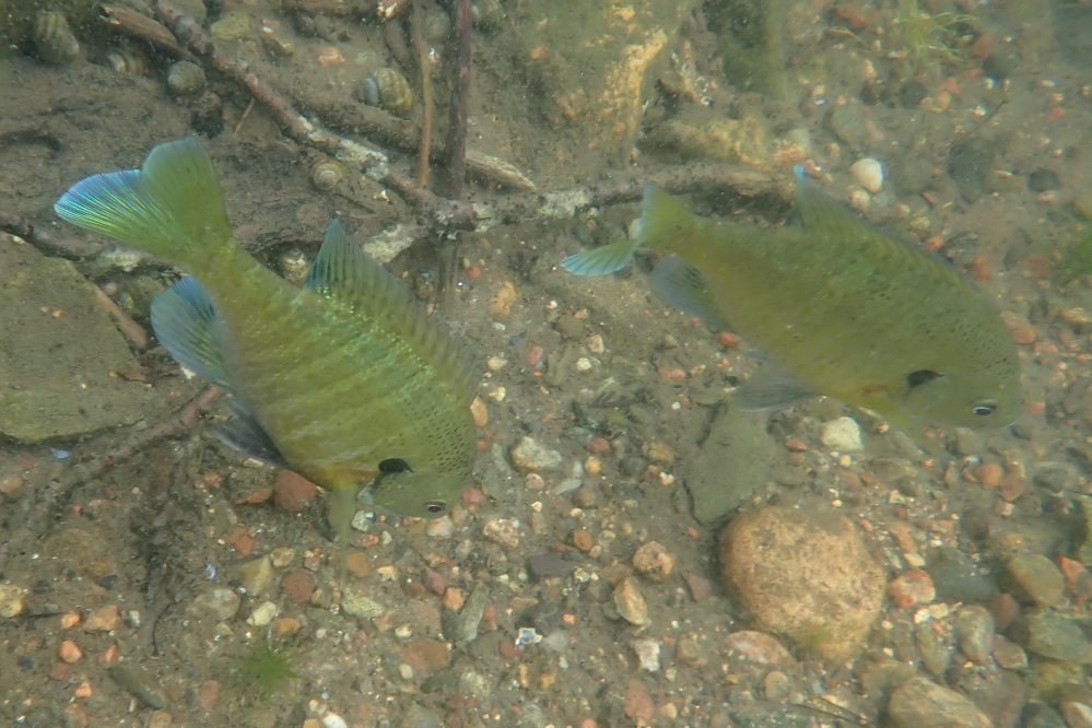 Some of the smaller fishes are displaying color that resembles something you'd see on a coral reef.