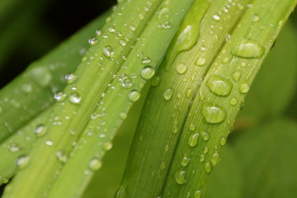 There was a little rain. Very little. Not nearly enough to slow the <a href='/LakeLevel/LL2.html' class ='defaultlink2' target='_blank'>falling lake level</a>. Reports are filtering in of piers that need extending, boats being stuck on lifts, and a few calling for the scalps of those that expanded the outflow of Swamp Creek.  We need more rain.