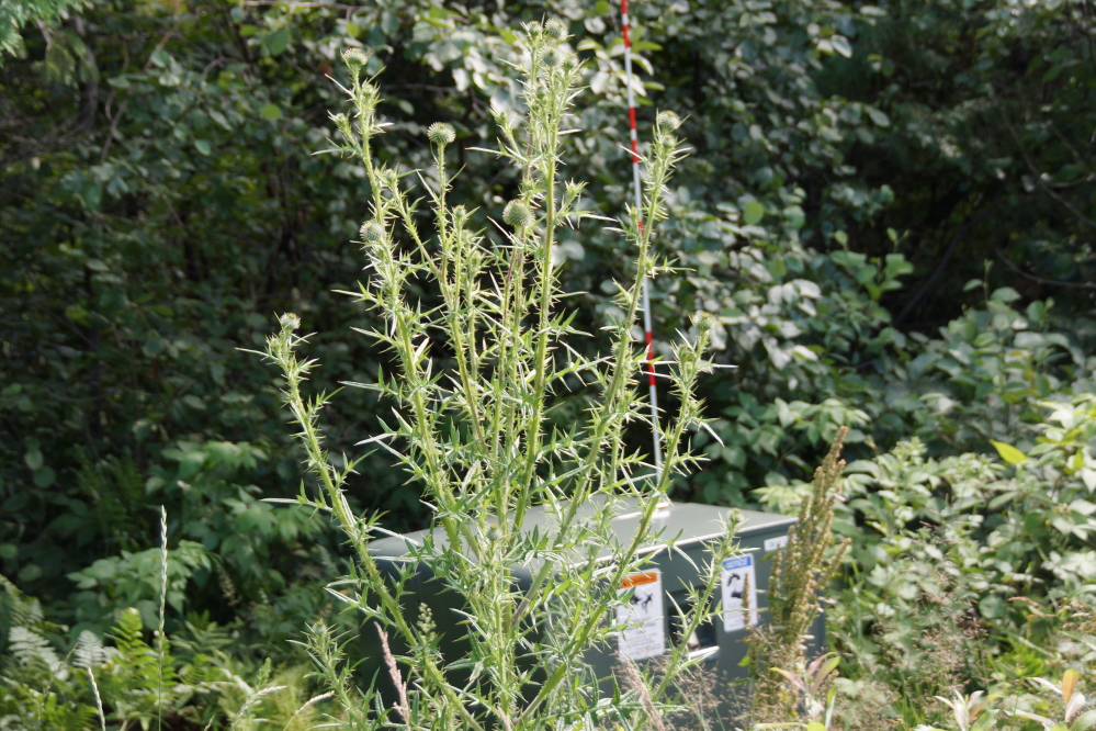 There's a few thistle plants that are more than thriving. Some are large enough to house a small group of grumpy gnomes.