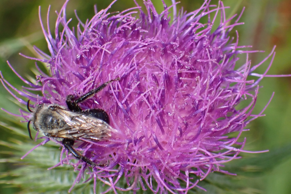 Their flowers seem to be the bees' choice for frenzied feeding.