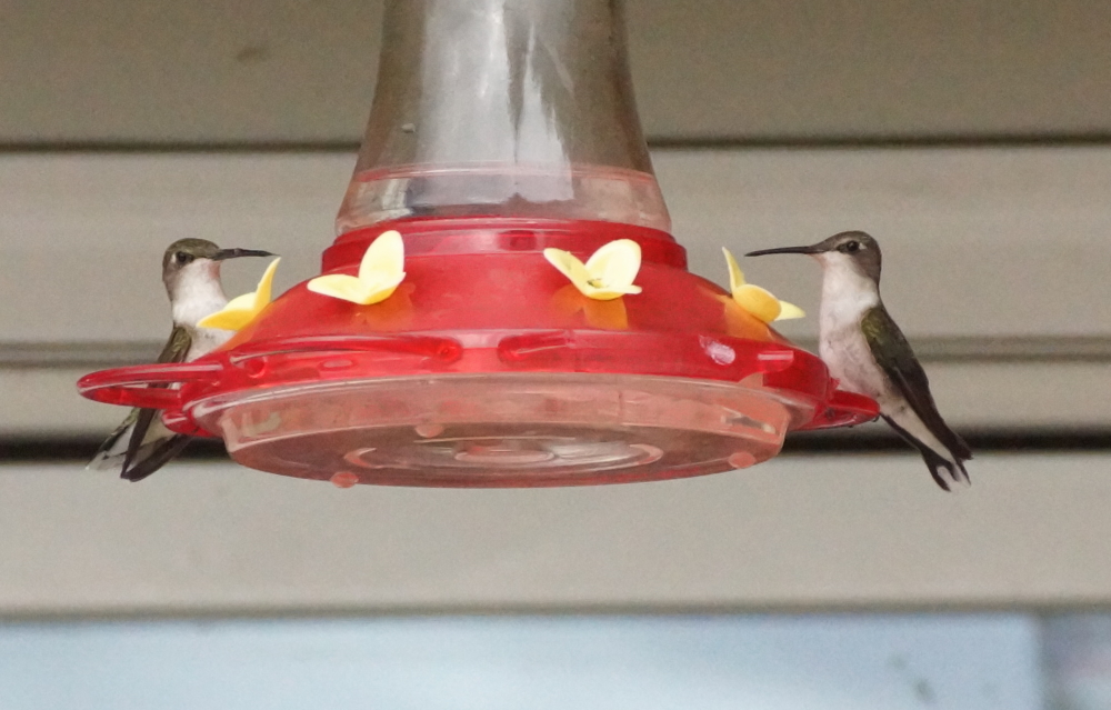 These guys are far more common this year and don't startle many, if any.