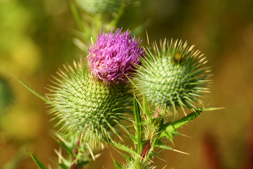The humongous thistles on the north end of the lake continue to add spectacular color to photographs and seriously poke the un-cautious. 