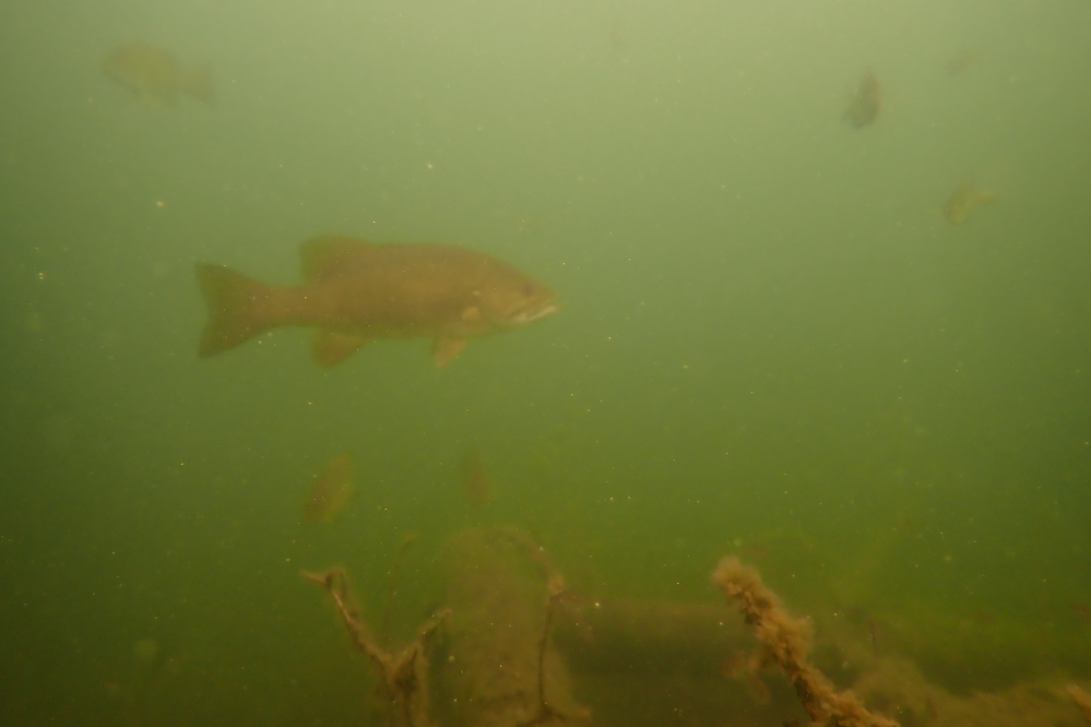 It was pretty full of fish. In retrospect, we should have marked it to add to a fishing adventure later that evening.