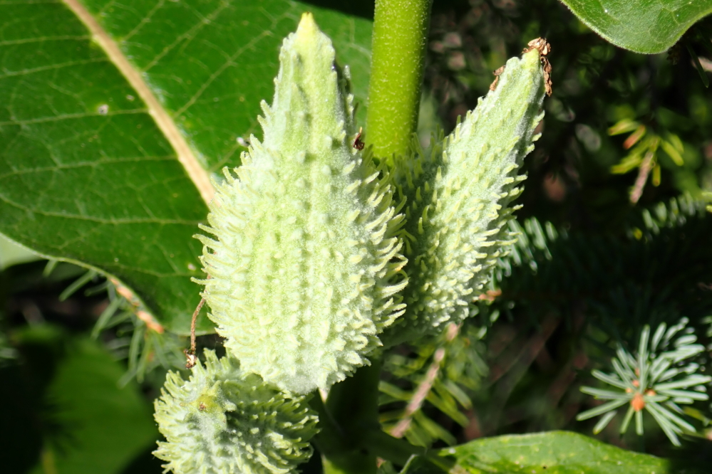 All that sun and footing seems to be good for the milkweed pod crop on the north end of Lucerne.