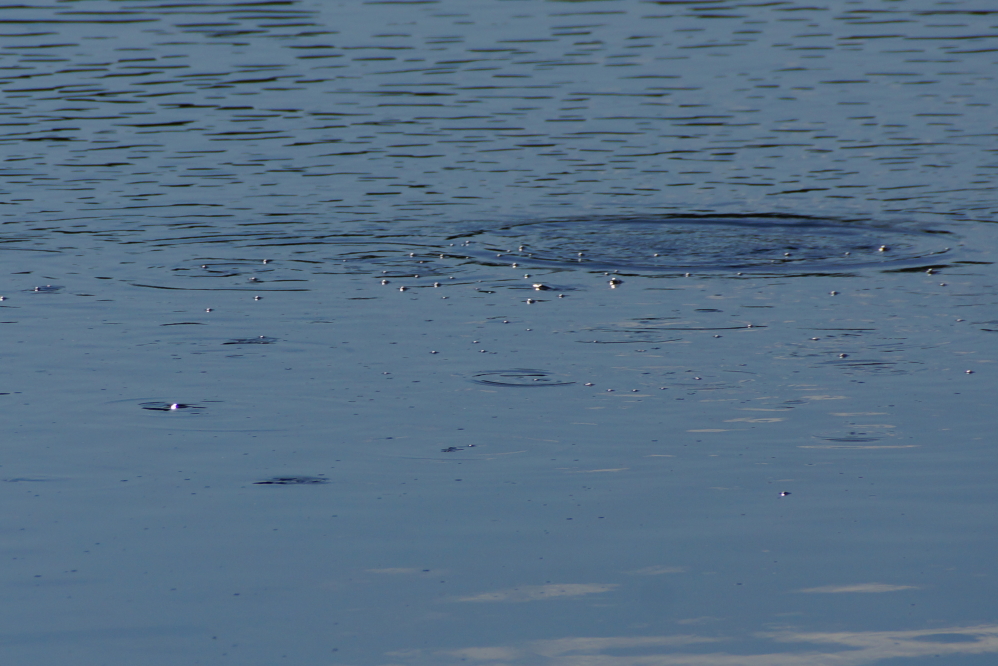On some of the calmer, hotter days, the lake seemed to boil above some cribs as hungry panfish munched bugs and bubbles from Lucerne's surface.