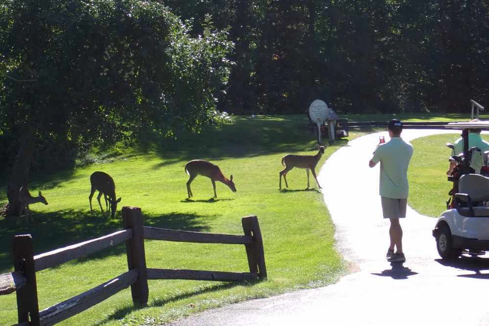 Other foursomes, one in particular,  seemed more interested in the apple tree behind the 9th green.