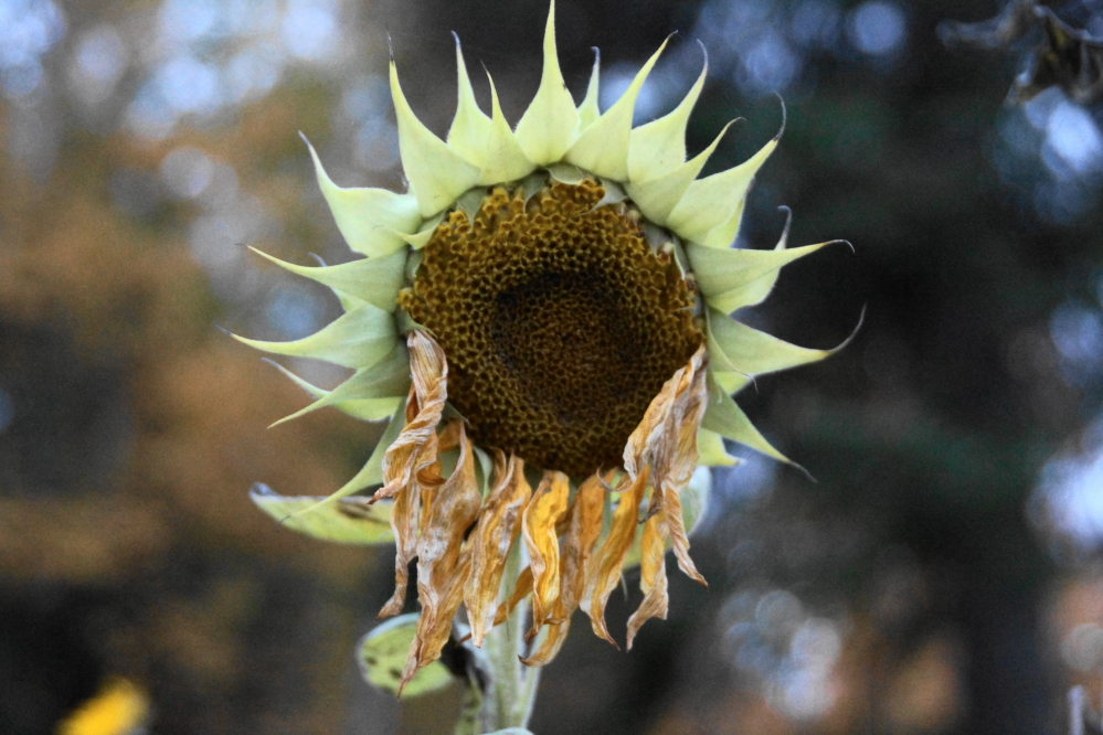 The cold has changed many plants around the lake. I don't think the sunflowers will ever be the same.