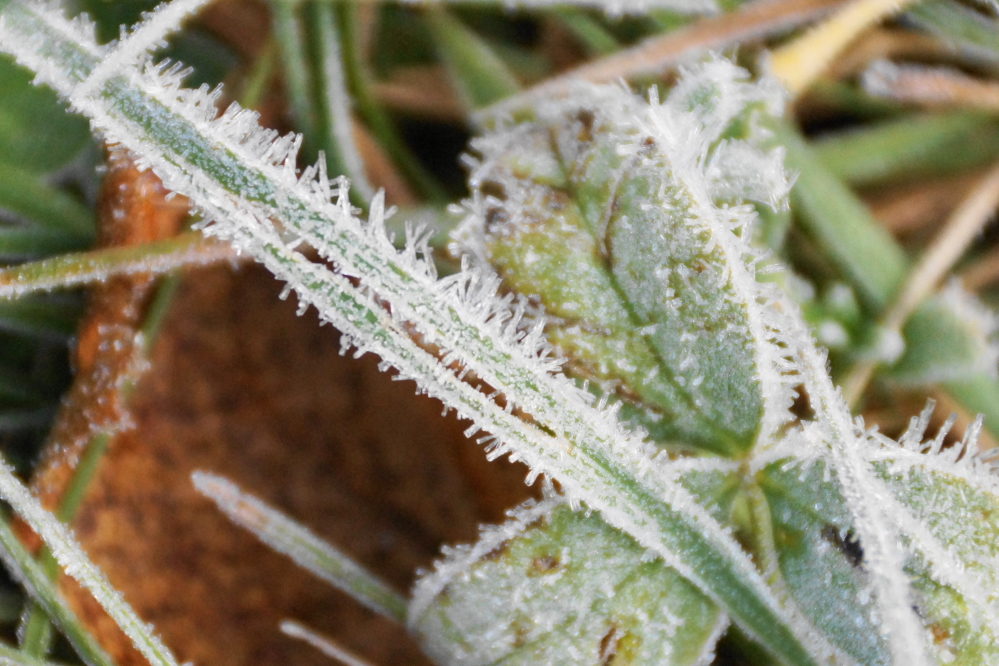 Ice crystals coated the grass until the sun came out.