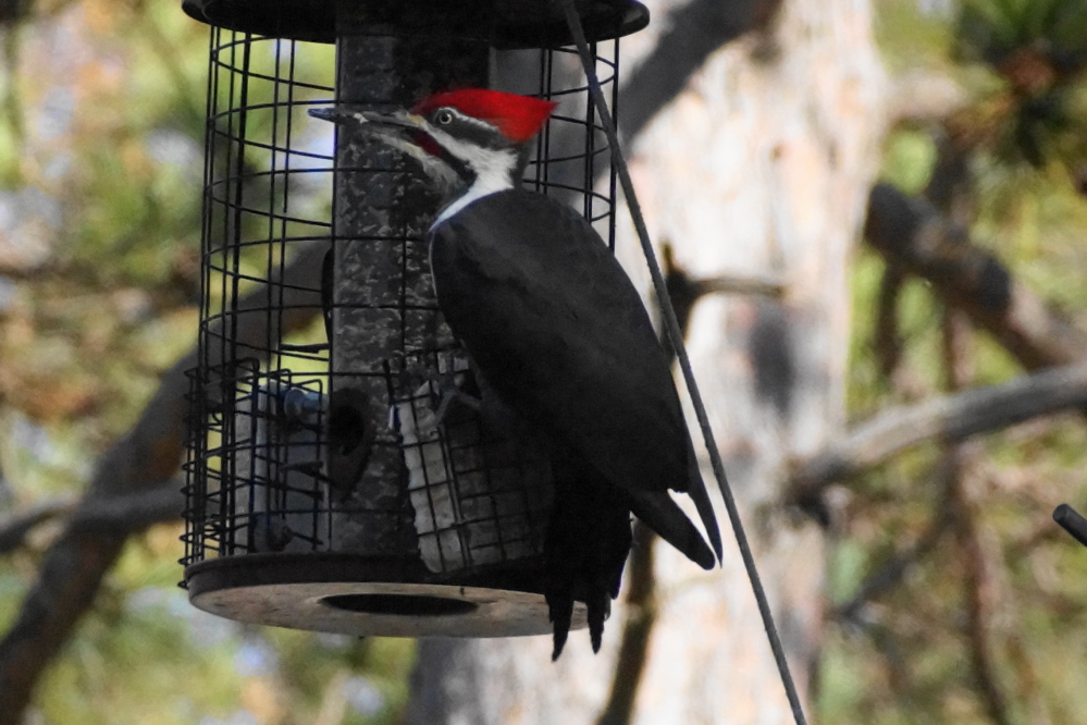 It's getting hard to keep the bar's feeder filled.