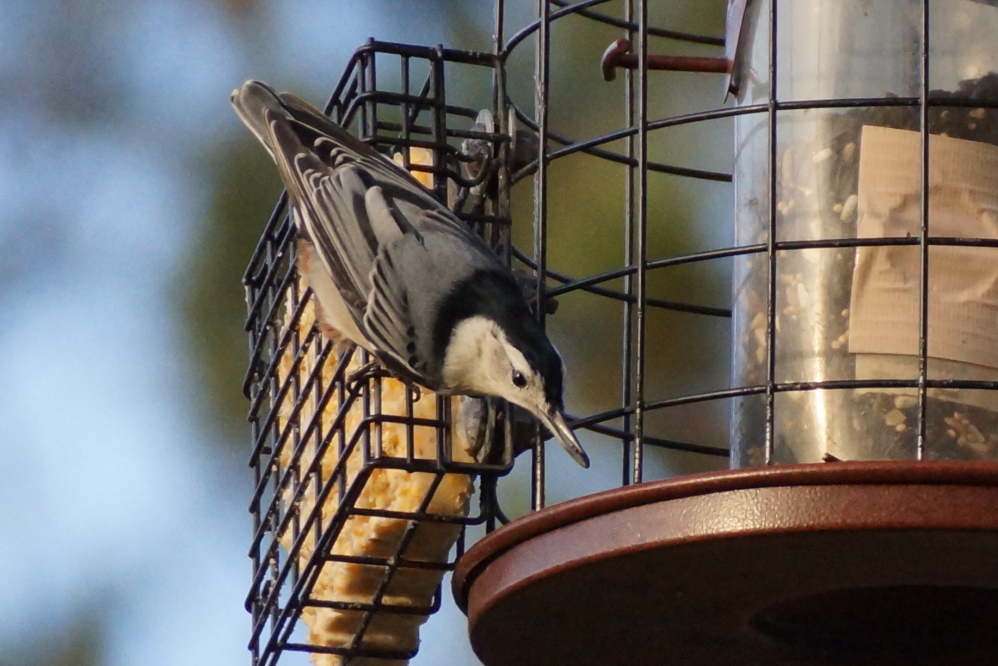 The amount of seed and suet they eat seem to be proportional to their size. 