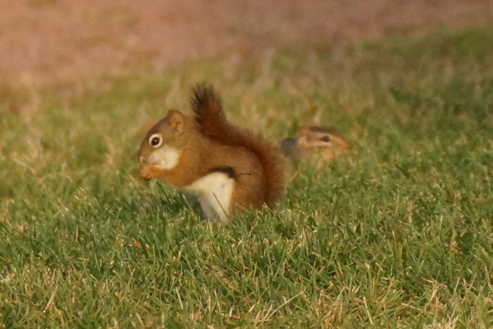 The squirrels and chipmunks seem to have some sort of truce. That can't be good. They are undoubtedly up to some sort of evil.
