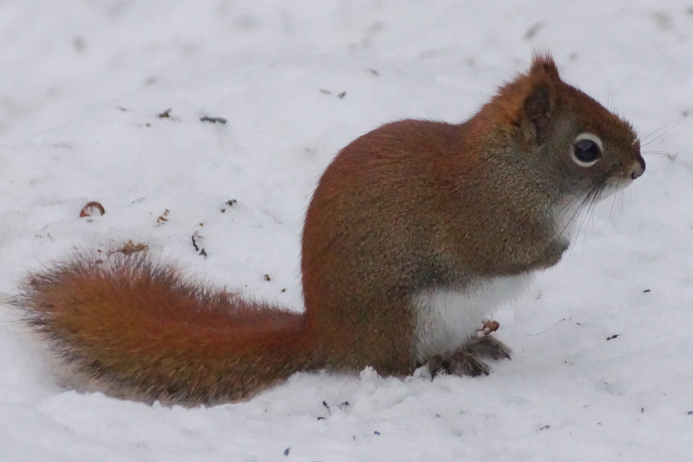 Usually the squirrels go dormant for a week or three around this time, but this year they have thus far remained all active, round-ish, and squirrel-ly.