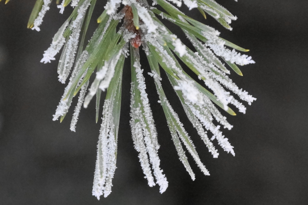 The fog hit the trees and froze (it was warmer, but not all that warm). 