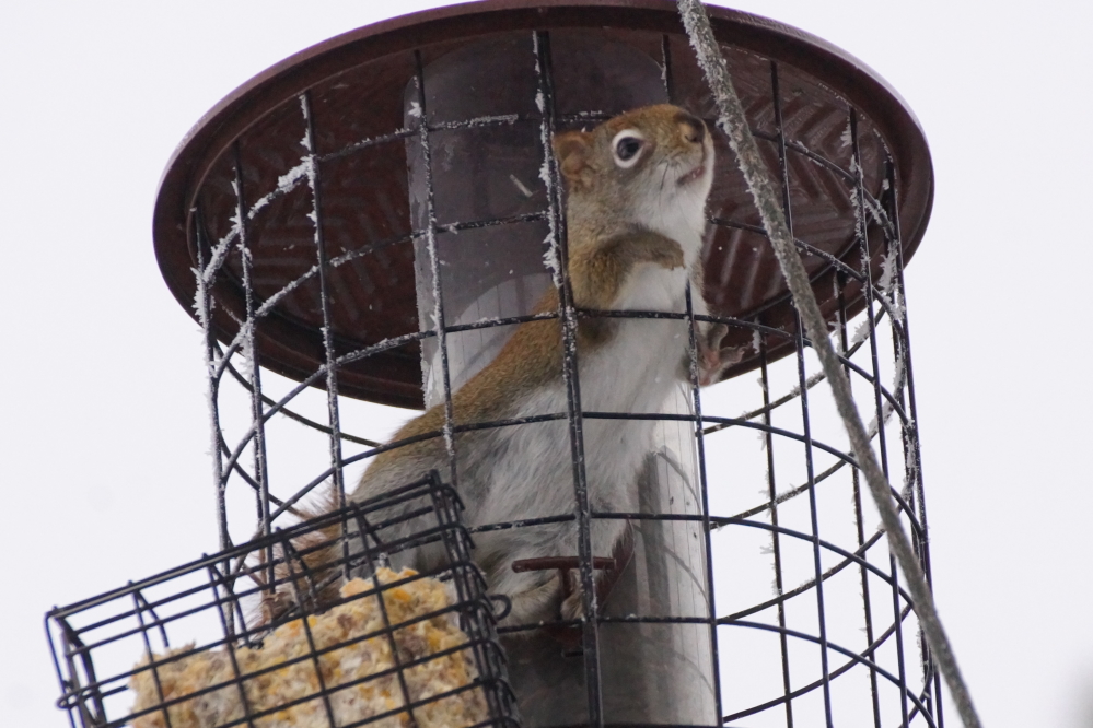 The squirrel bouncer was absent many days last week.  The bar's bird feeder has become a sort of playground monkey bars with squirrels playing the part of the fearless, and permanently hungry 8 year olds.