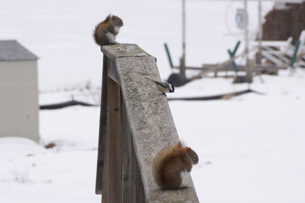 All eyes were watching the weather as the forecasts bopped back and forth between up to 6 inches of snow to an annoying amount of rain.