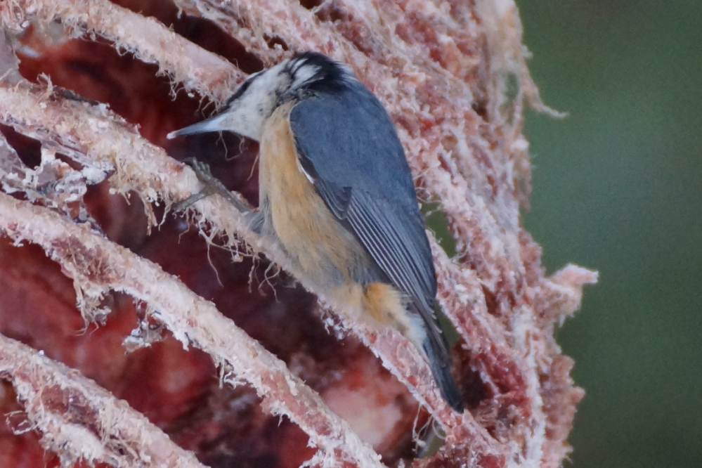 For whatever reason, the squirrels seem to mostly avoid the deer shaped suet feeder on Knott Lane.