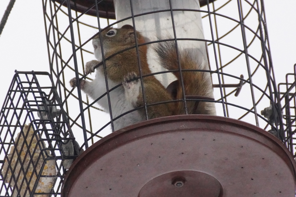 Of course it has long been known that, in the end, no bouncer is a match for a hungry squirrel.