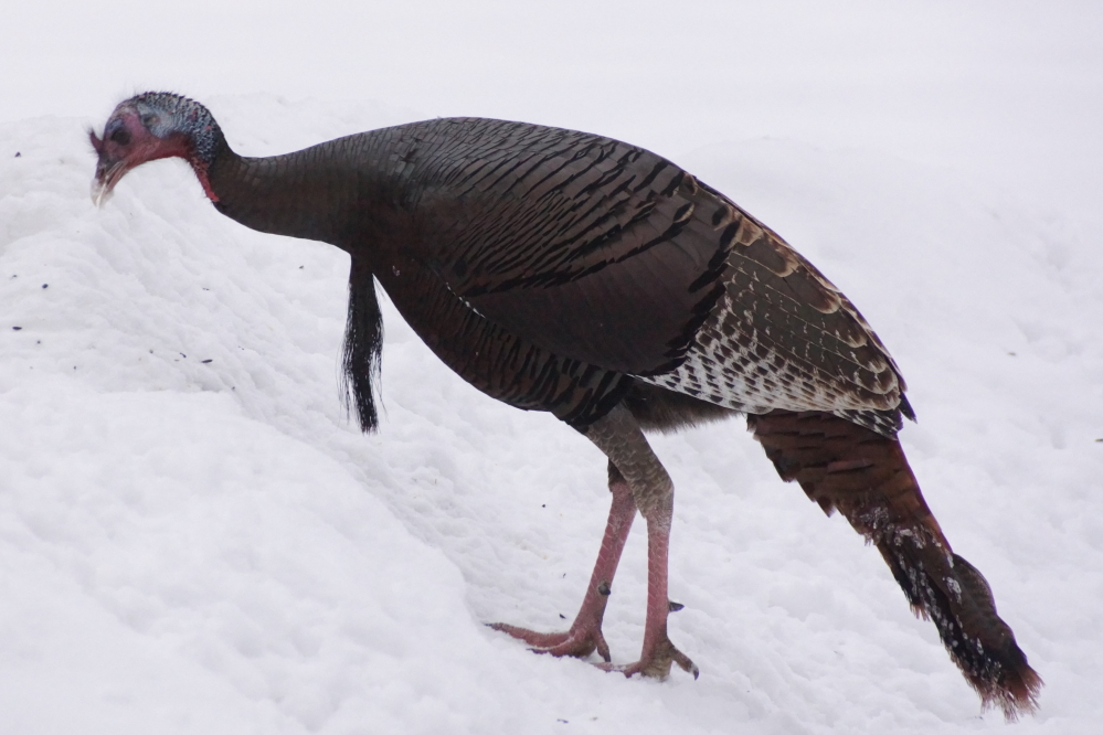 Well...not all eyes. Some were focused on the ground looking for a free meal.