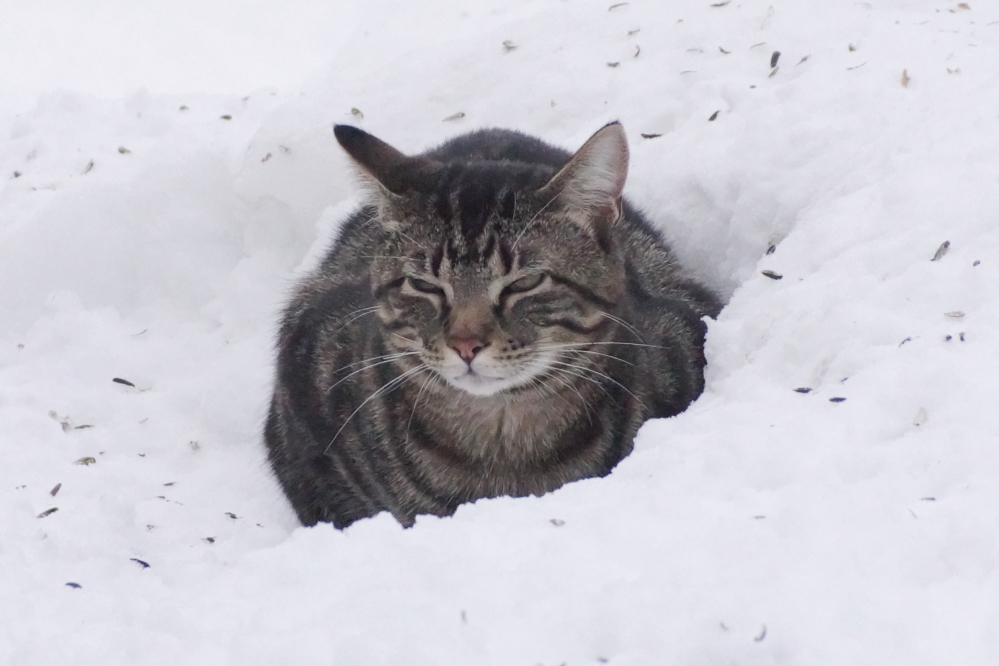 And still others were not taking their new job of bird feeder bouncer very seriously and  dozing on the job. This was perhaps for the best in that while the new hire did vex the squirrels, he's kinda mean to the birds, too.