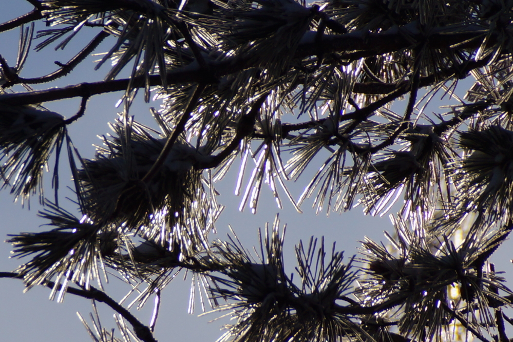 The bit of rain coated the trees.