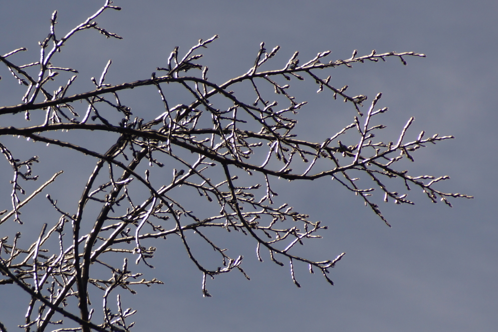When the sun eventually came out, the tree's crystal coating seemed to glow.
