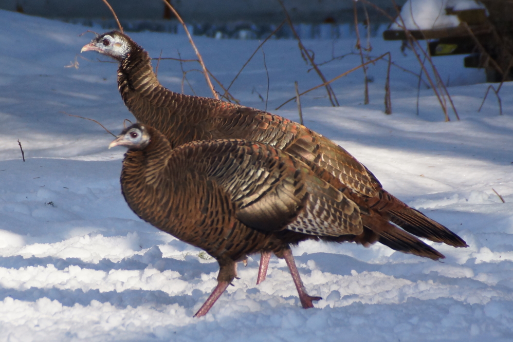The warmer weather has made the turkeys near the bar even more active.