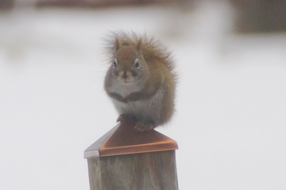 The evil little blighters that infest the northwoods are also still active and <a href='/WeeklySummaryPages/2022/1106/SquirrelFacts.html' class ='defaultlink2' target='_blank'>can empty a bird feeder</a> in minutes.