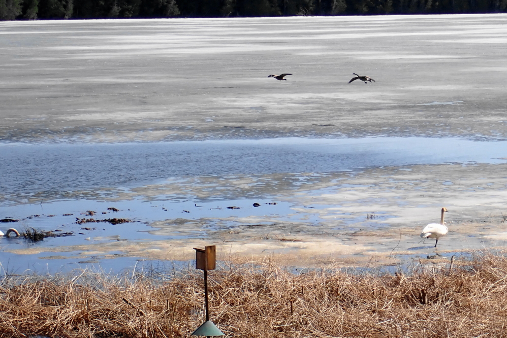 Water fowl were seen taking advantage of the unfrozen bits of the lake.