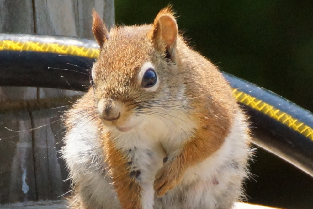 At the start of the week, even the bar's squirrels seemed to take a break from their planning of evil to enjoy the warm. After a very short pause they <a href='/WeeklySummaryPages/2022/1106/SquirrelFacts.html' class ='defaultlink2' target='_blank'>emptied a bird feeder</a>, dug up some garden plants, and reportedly kicked a duckling.
