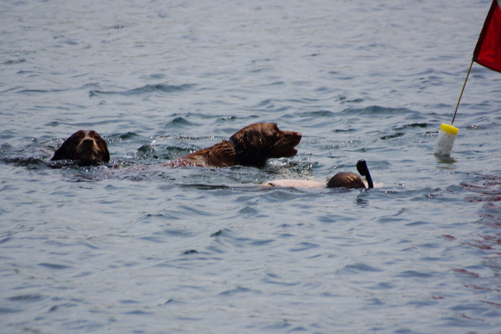 It was a good time for those that are strong swimmers to frolic in the water, too.