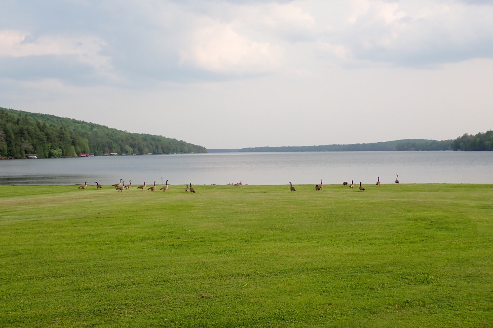After a good swim, some paused to tan, eat grass, and then deposit the used grass on the ground.