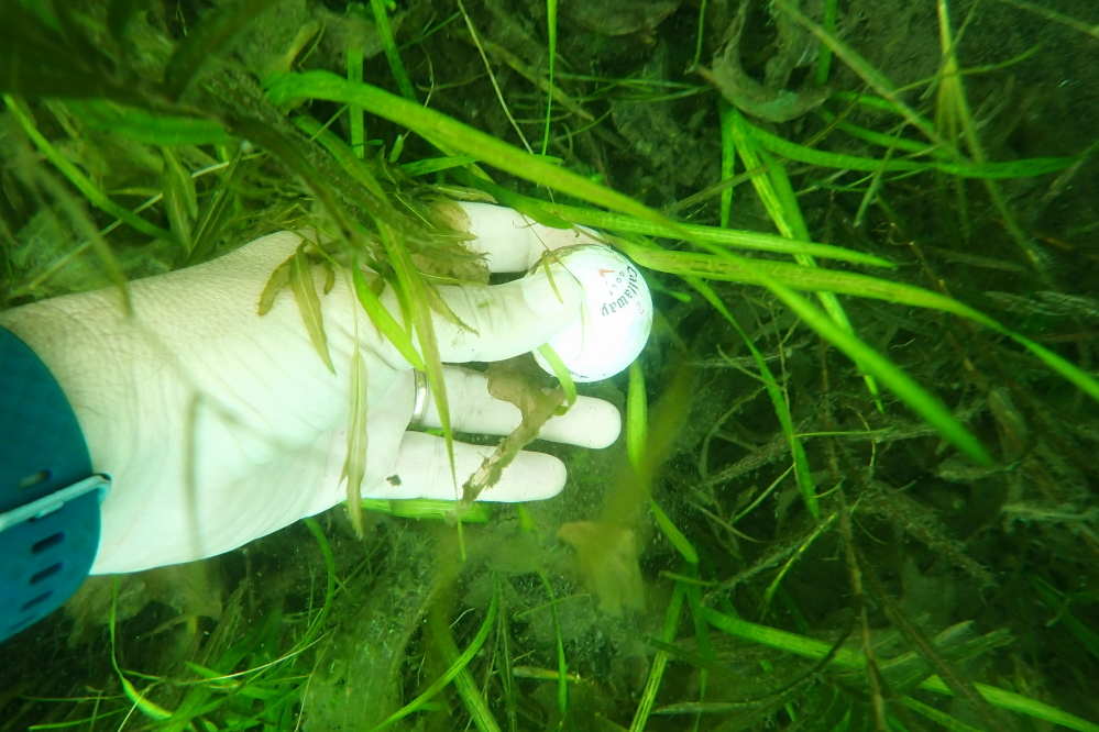 The lake temperature recovered a bit. Diving for golf balls could last long enough to prune fingers and toes before the shivering set in.
