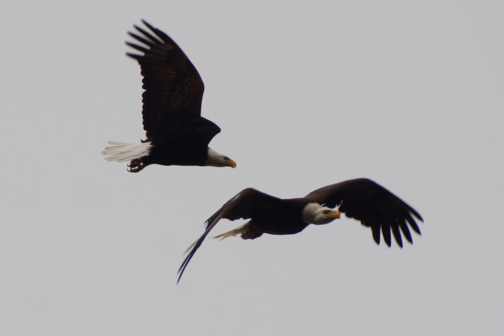 We were told this is some sort of eagle mating ritual, but it sounded more like a fight over a nice fish or squirrel.