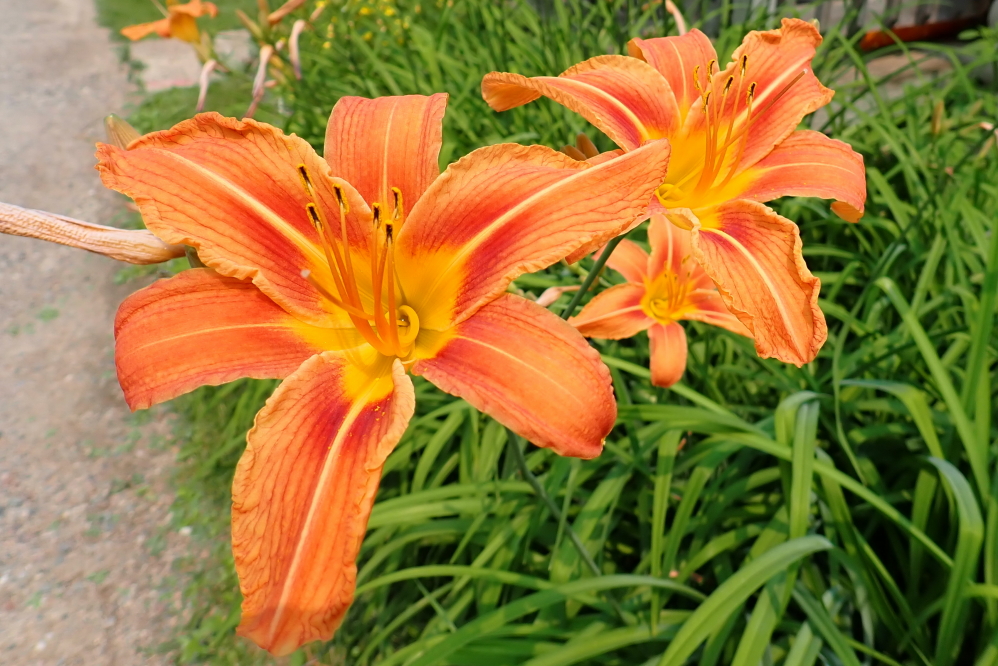 The plants seemed to be happy at this damp turn of events.