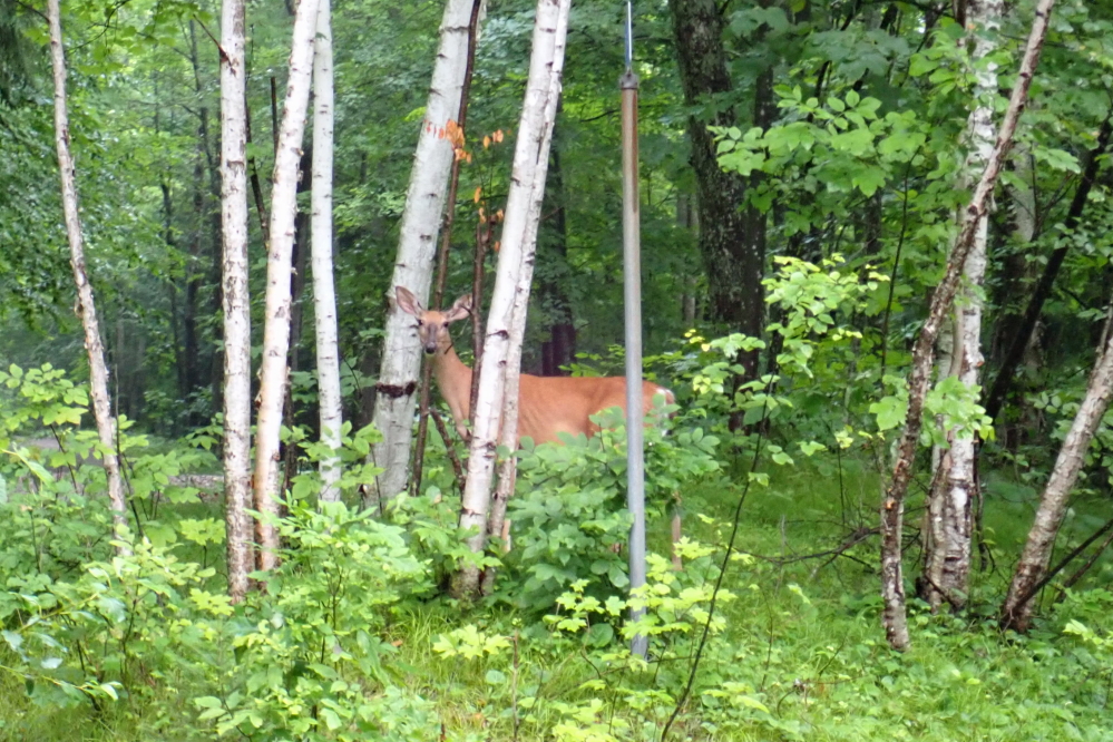 The deer are lurking on the edges of the roads and highways. They seem to be looking for a good car to dent. 