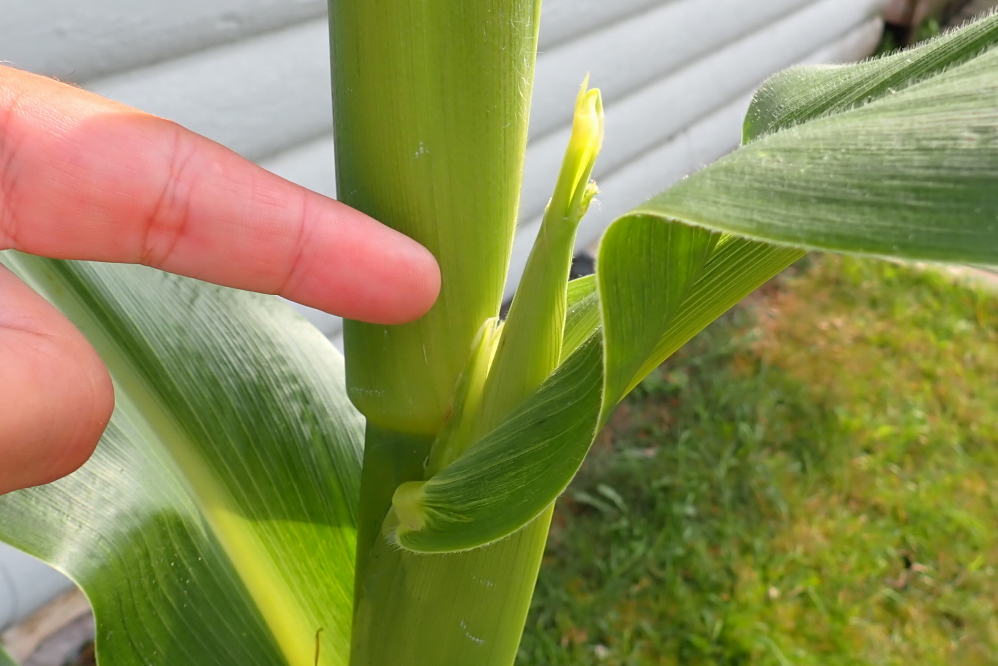 The chipmunk planted corn at the bar has sprouted some garnish sized ears.
