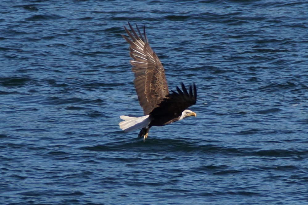 The fishing might be good if you trust the activity of the local eagles.