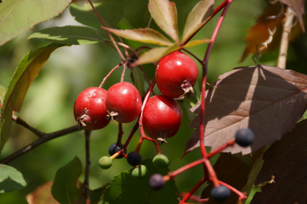 The lack of rain has not stunted the local crabapple crop.