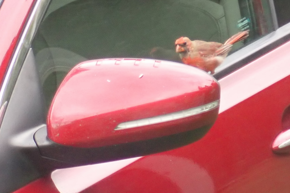 Mrs Nemo has been playing a new game with a local cardinal. It starts when the bird sees its reflection in the driver's side mirror of her car.