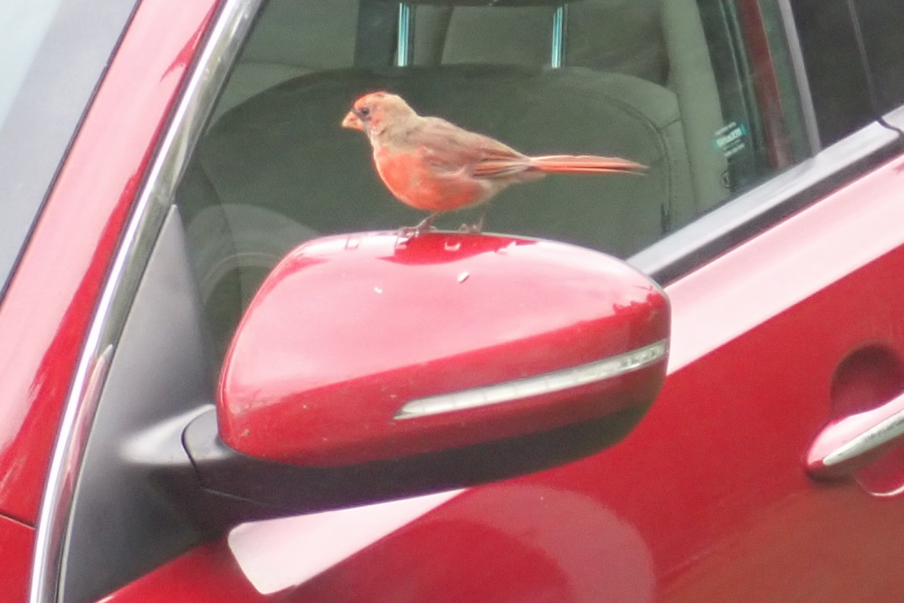 It then attacks the image with much sound, fury. And pooping. Mrs Nemo then cleans it off. I'm not sure how points are scored, but I do know that Mrs Nemo is growing tired of playing. The red bird, not so much.