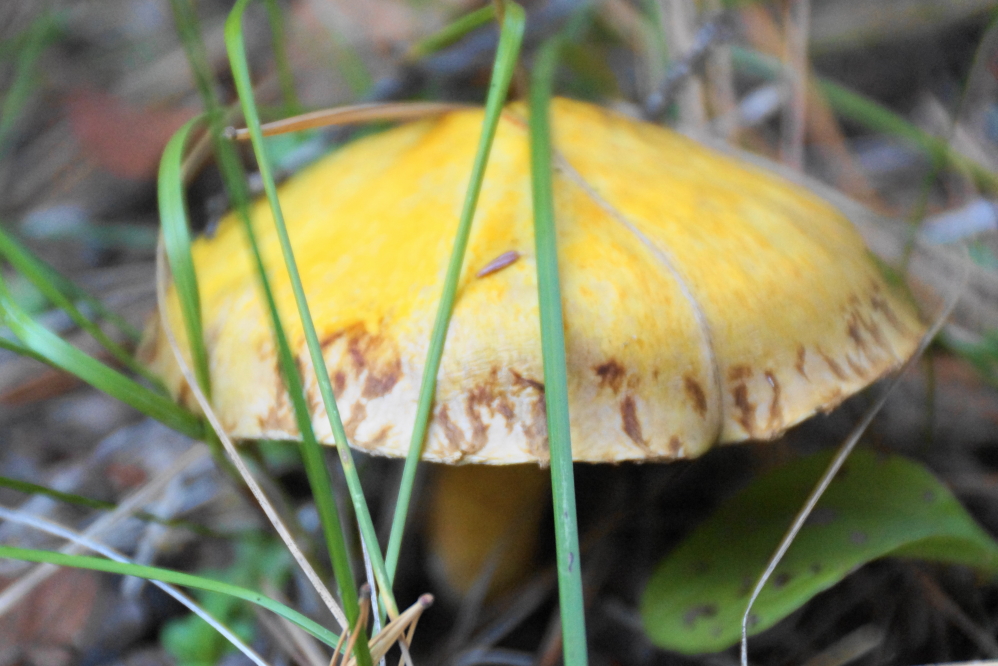 The lateness of the season combined with all the wet is pushing up a bumper crop of mushrooms.