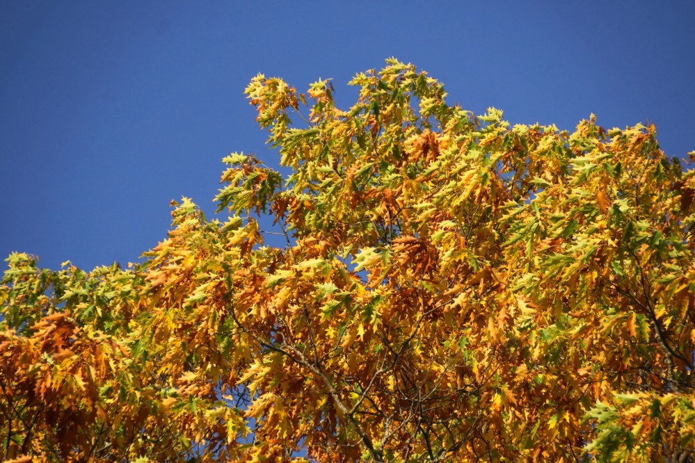 On the north end of Lucerne, we still had some green in a few trees.
