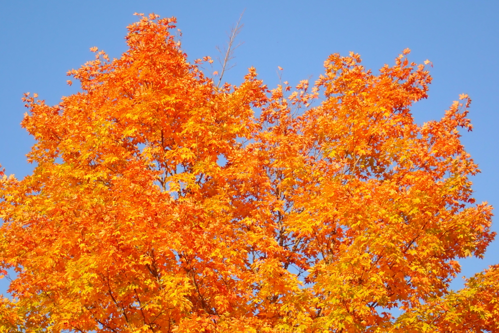 Many of the maples were spectacularly peak.